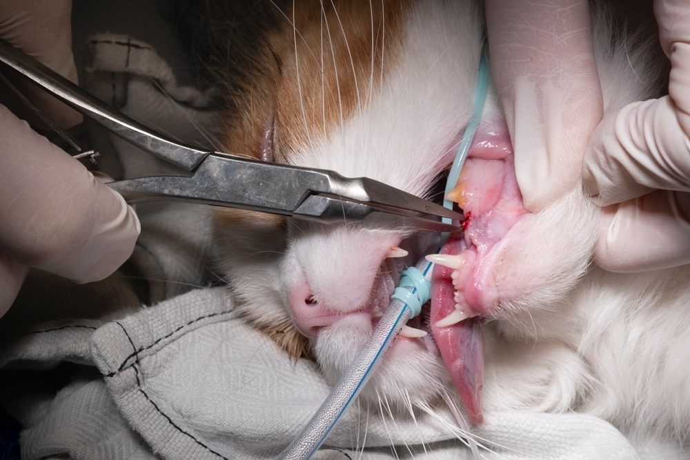 A close-up of a veterinarian performing a dental procedure on a sedated cat, using forceps inside the cat’s mouth while an endotracheal tube assists with breathing. Searching for a skilled vet near me can ensure top-quality care like this for your pet.