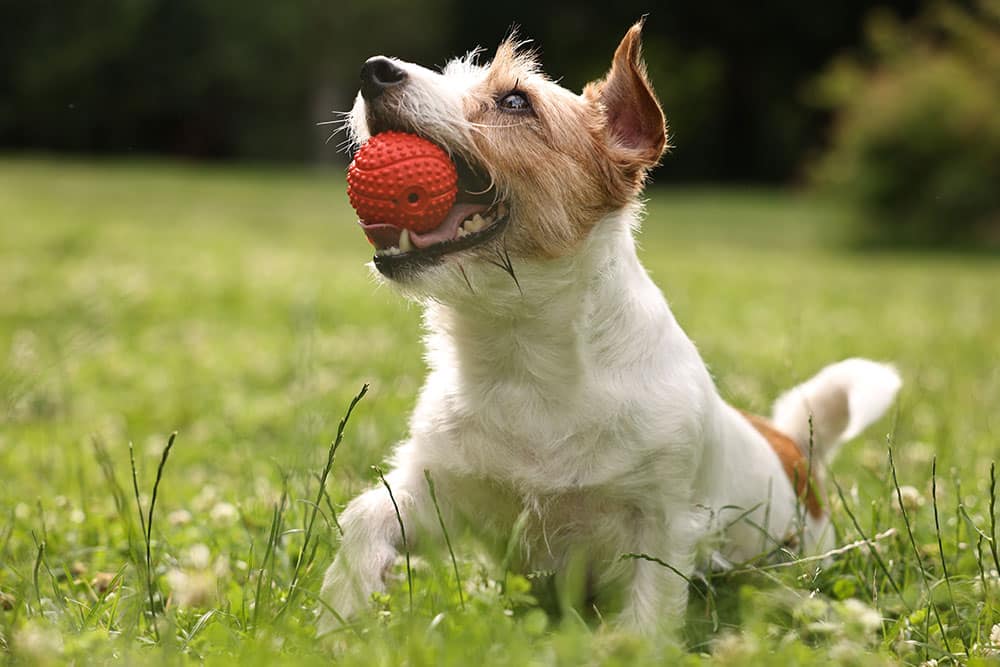 A small brown and white dog lies on green grass outdoors, holding a red textured ball in its mouth, ears perked up and eyes focused upward, with a softly blurred park background.