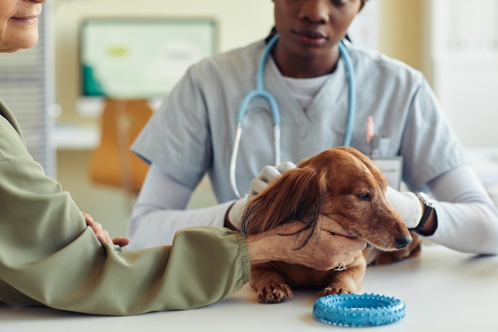 A mobile veterinarian in scrubs examines a small brown dog on an exam table while a person holds the dog gently. A blue chew toy is on the table in front of the dog, creating a calm environment typical of a mobile vet visit.