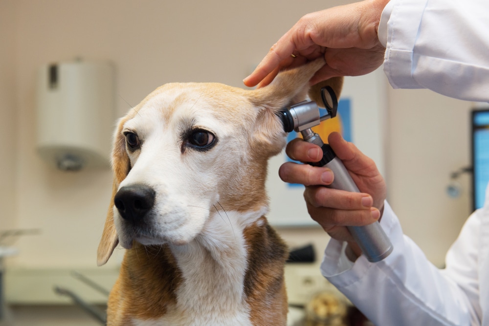 Veterinarian examining a dog's ear using an otoscope