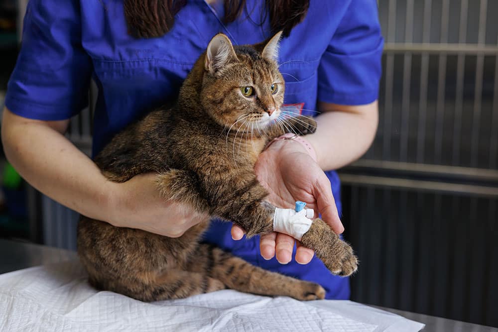 A veterinarian in blue scrubs holds a brown tabby cat with a bandaged paw and an intravenous (IV) catheter in its leg, likely providing medical care as a dedicated vet in a clinic setting.