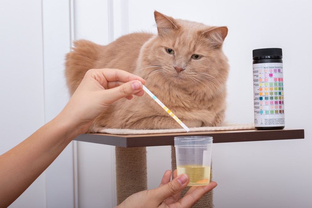 A person holds a urine test strip over a cup of yellow liquid near a beige cat lounging on a cat tree. A container with test strips and color chart stands nearby—perfect for visits from a mobile veterinarian or when searching for a vet near me.