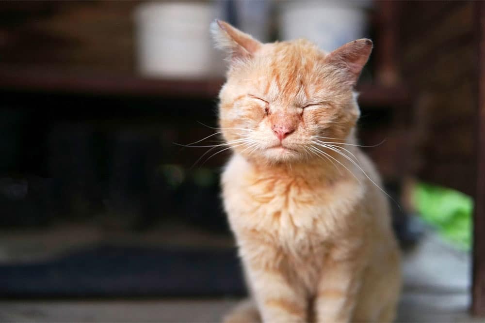 An orange tabby cat sits with its eyes closed, appearing relaxed and content, in a softly lit setting with a blurred background—reflecting the peaceful comfort that a caring mobile vet or in home euthanasia can provide.