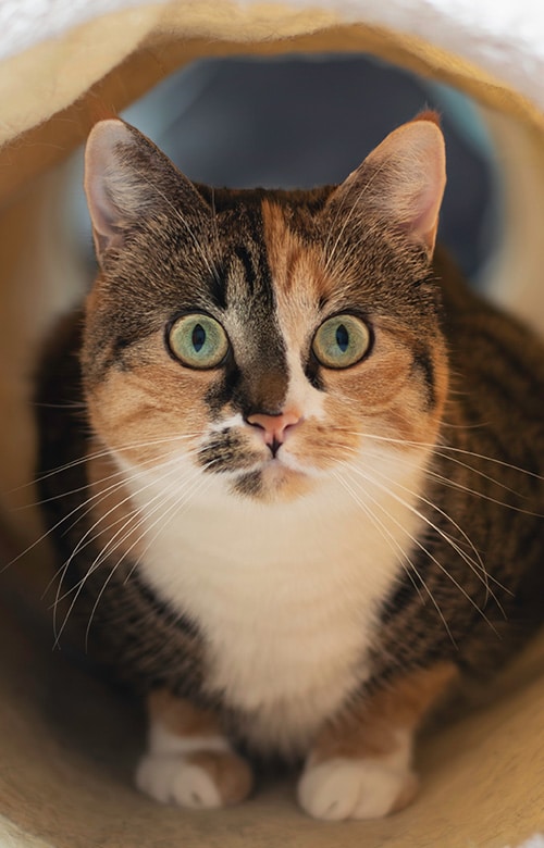 A close-up of a calico cat with green eyes, white chest, and a mix of brown, black, and orange fur, sitting inside a tunnel and looking directly at the camera—ready for her visit to the veterinarian or vet near me.