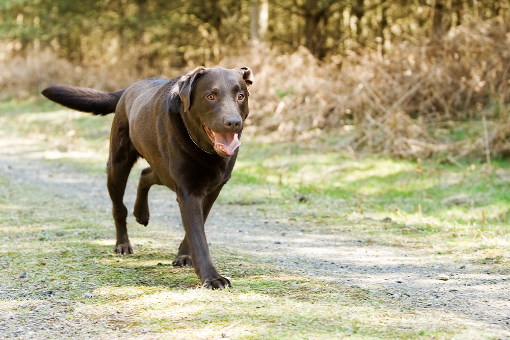 A chocolate Labrador Retriever walks on a sunlit forest path with its mouth open and tongue out, looking happy and energetic—just the kind of healthy pup a veterinarian loves to see. Trees and dry grass are visible in the background.