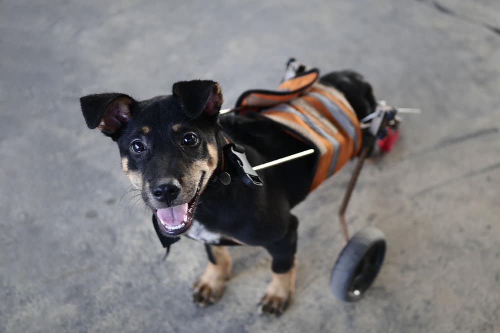 A happy black and tan dog with its hind legs in a wheelchair harness looks up, mouth open and tongue out, while standing on a gray concrete floor.