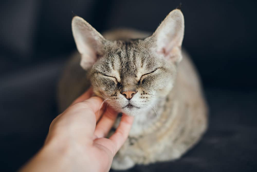 A person gently scratches the chin of a gray tabby cat with closed eyes, looking relaxed and content on a dark surface after a visit from a mobile vet.