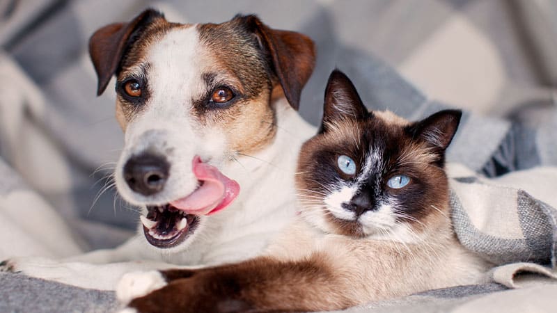 A brown and white dog with its tongue out lies next to a blue-eyed cat with cream and dark brown fur. Both pets are resting on a soft, checkered blanket, cared for by a gentle mobile vet.