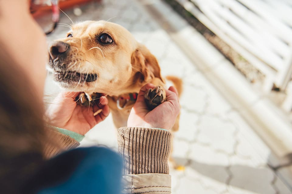 A person gently holds the front paws of a light brown dog, who looks up with a friendly expression. The outdoor scene takes place on sunlit tiles—perfect for a caring mobile vet visit or an in home euthanasia service.