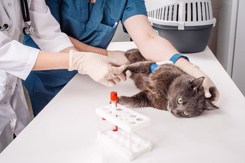 A gray cat lies on a veterinary table while two veterinarians, wearing gloves and scrubs, draw a blood sample from its leg. A test tube rack and a pet carrier are on the table nearby.