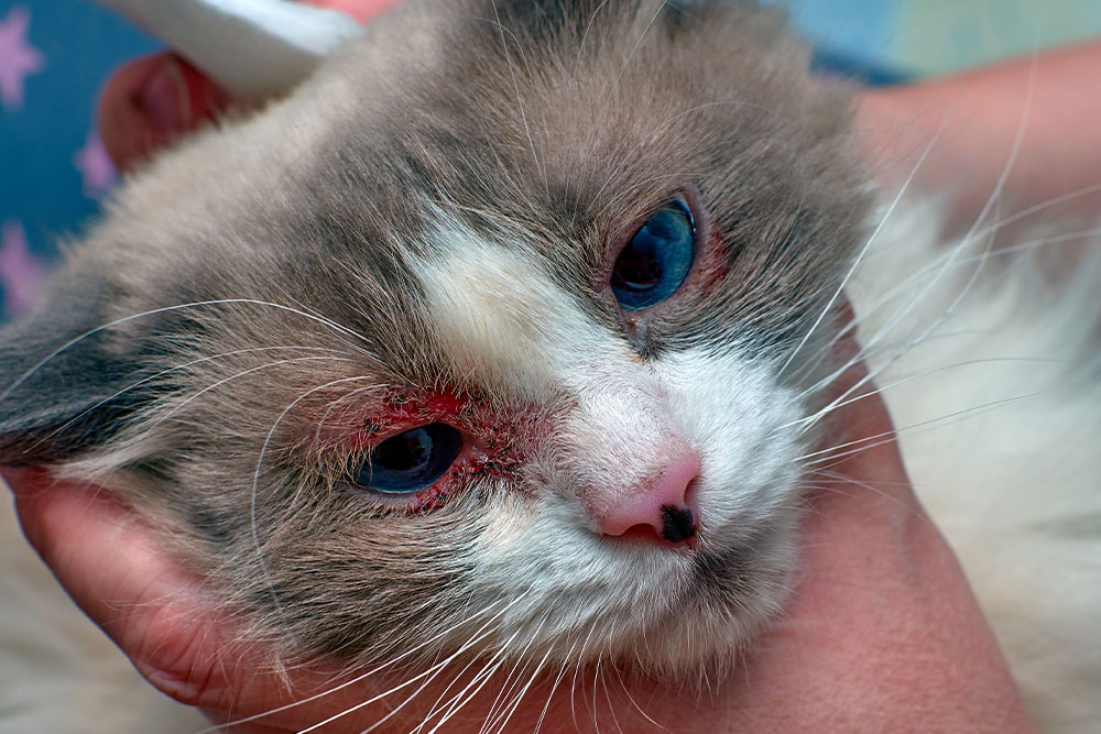 A person gently holds a cat with blue eyes and white and gray fur. The cat has red, irritated skin around its eyes, suggesting an eye infection that may need attention from a veterinarian.