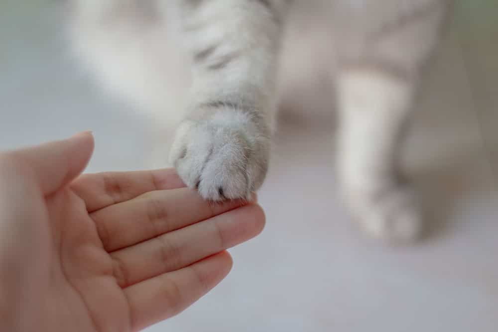 A human hand gently touches the paw of a gray and white cat, symbolizing a moment of connection and affection between person and pet. The softly blurred background evokes comfort, reminiscent of compassionate in home euthanasia provided by a caring mobile vet.