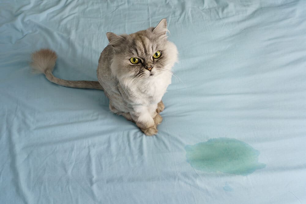 A fluffy grey cat sits on a light blue bed sheet next to a wet stain, looking up with wide yellow eyes, as if waiting for the care of a veterinarian.