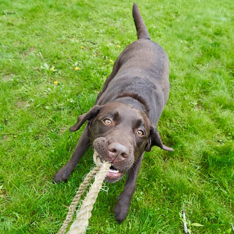 A chocolate Labrador retriever stands on green grass, playing tug-of-war with a thick rope and looking up at the camera—always ready for playtime or a quick visit to the vet near me.