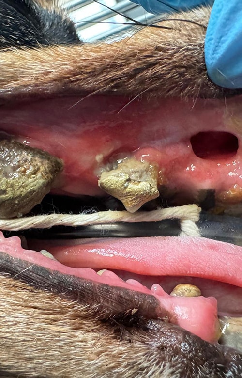 Close-up of an animal’s mouth showing severe dental disease, with exposed gums, tartar buildup, missing teeth, and inflamed tissue. A gloved hand from a vet is visible holding the mouth open.