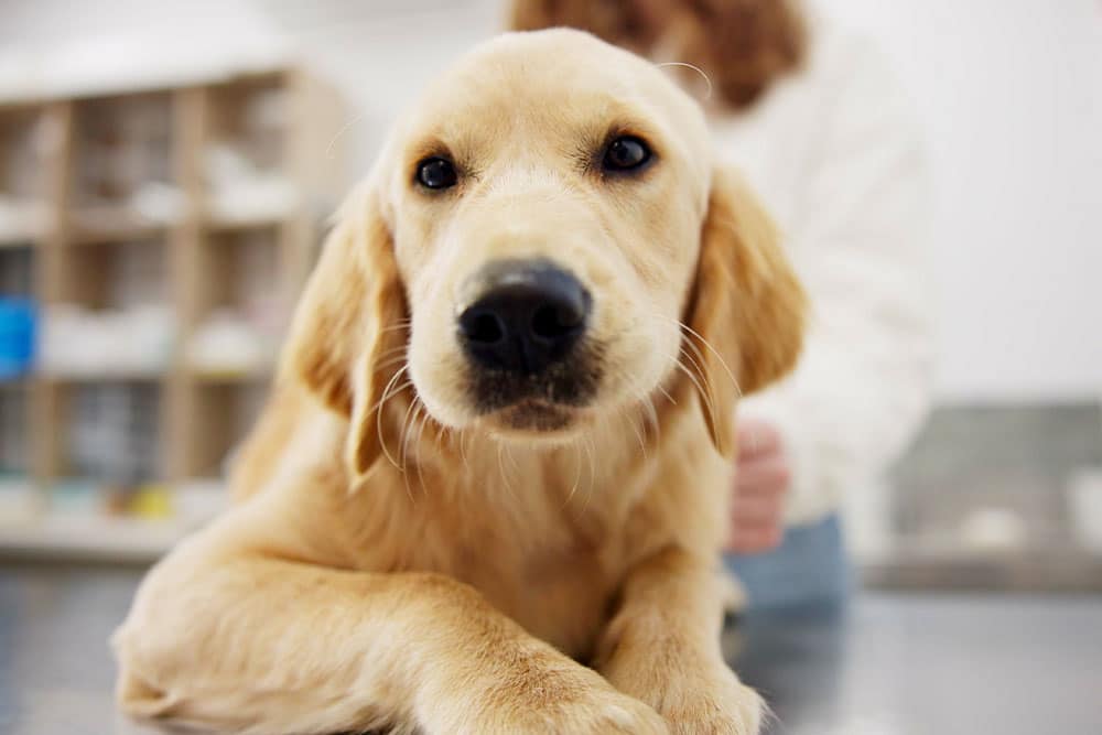 A close-up of a golden retriever puppy lying on a table, looking directly at the camera, with a veterinarian in the background gently holding the dog.