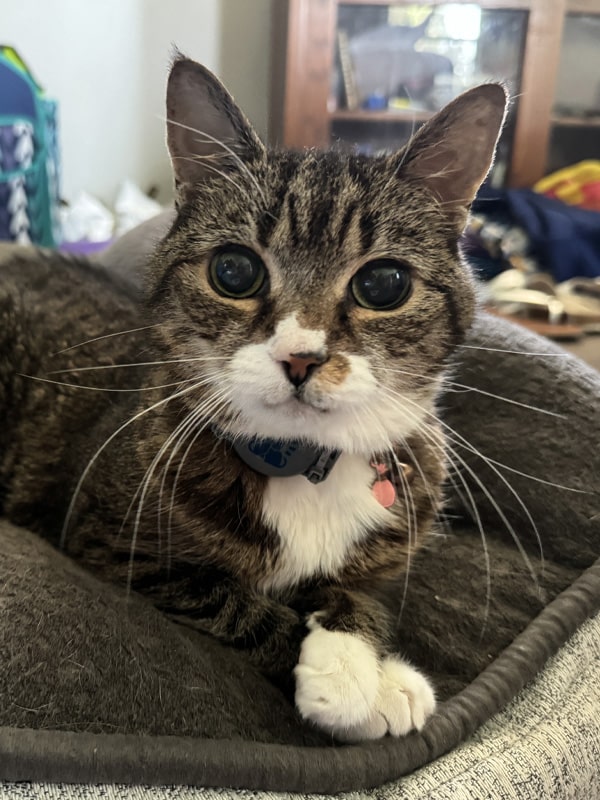 A tabby cat with white markings on its face, chest, and paws relaxes on a gray pet bed. The cat has large green eyes, a blue collar with tags, and looks directly at the camera—ready for a checkup from a mobile veterinarian indoors.