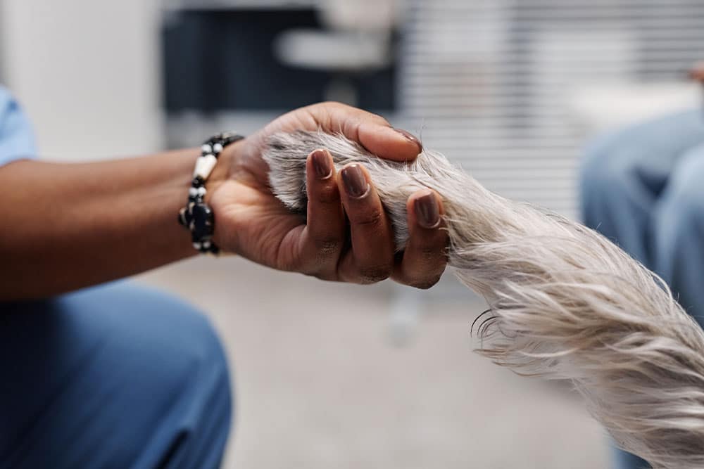 A person gently holding a dog's furry paw, highlighting a moment of connection and care—an important consideration when seeking compassionate services like in home euthanasia or a mobile veterinarian.
