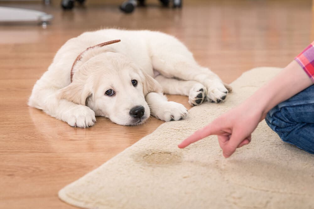 A golden retriever puppy lies on a wooden floor, looking guilty as a person points at a wet stain on a light-colored carpet—maybe it’s time to call a vet near me for some helpful puppy advice.