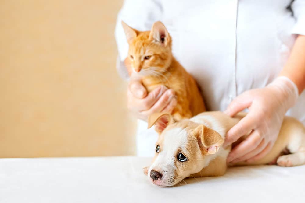 A person wearing gloves gently holds an orange cat and a small, anxious-looking puppy on a white table, suggesting a visit from a caring mobile veterinarian.